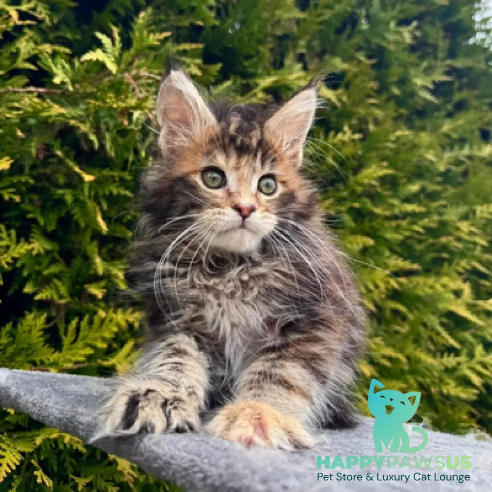 Gabriel Maine Coon female black tortie spotted tabby - live animals