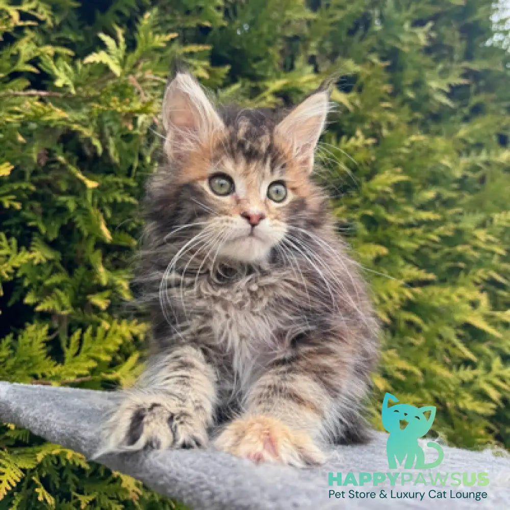 Gabriel Maine Coon female black tortie spotted tabby - live animals