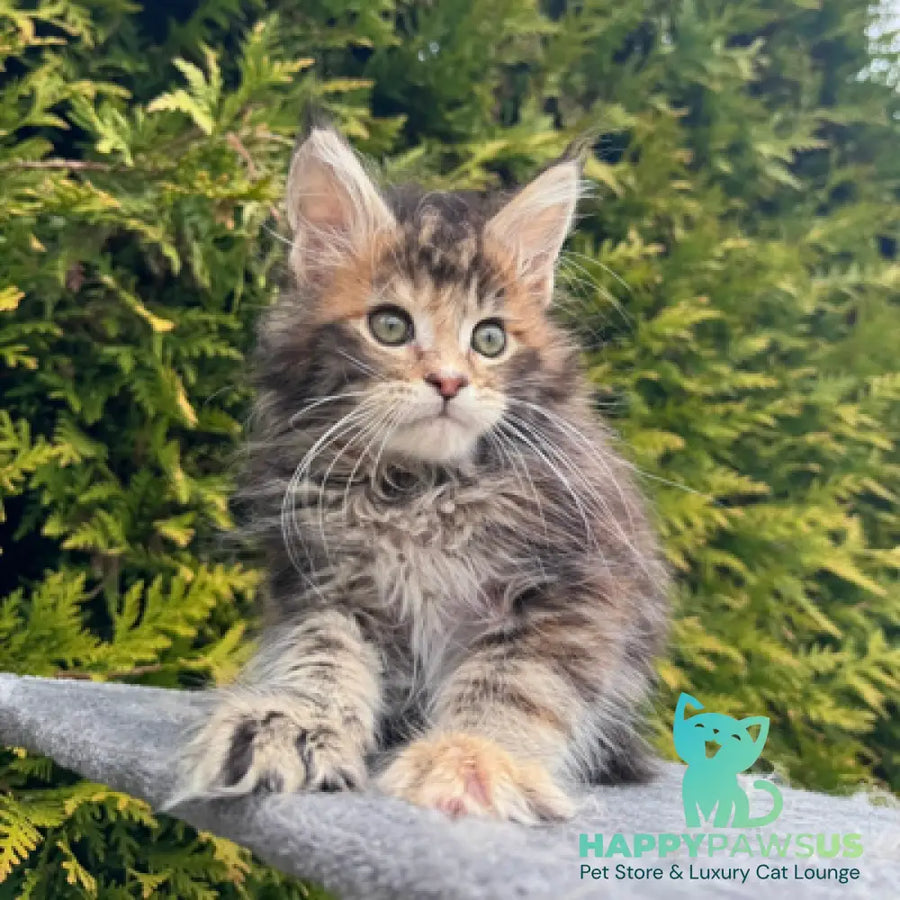 Gabriel Maine Coon female black tortie spotted tabby - live animals