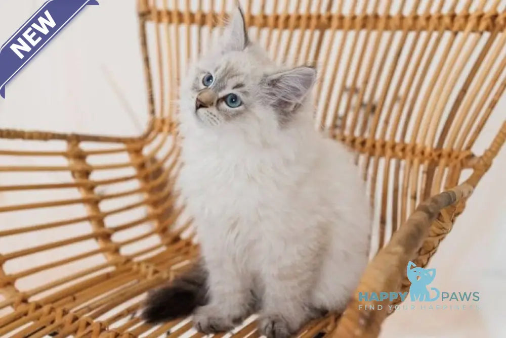 Gabriel Neva Masquerade male black tabby pointed live animals