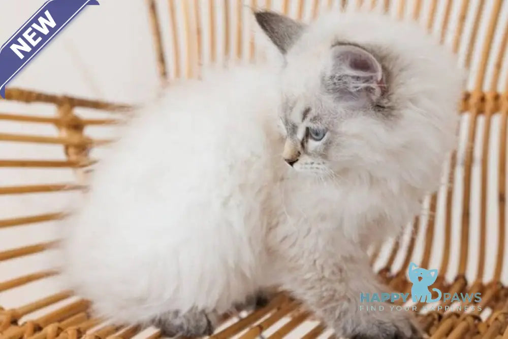 Gabriel Neva Masquerade male black tabby pointed live animals