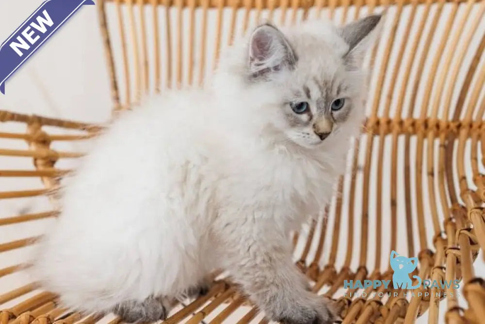 Gabriel Neva Masquerade male black tabby pointed live animals