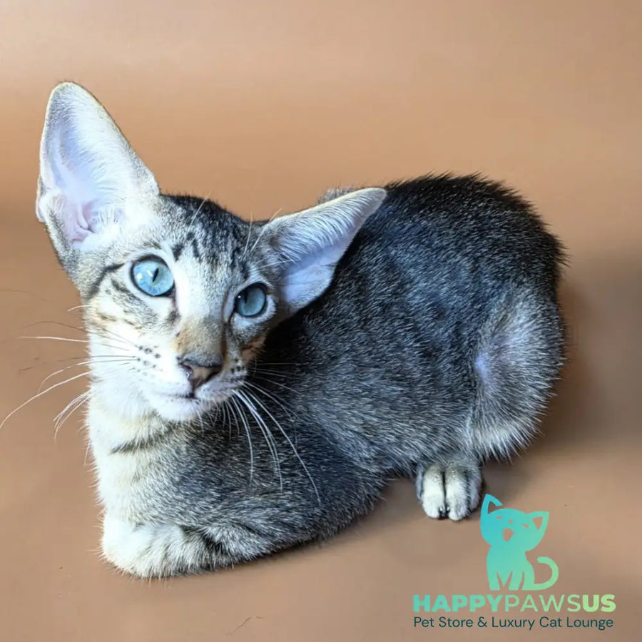 Gabriel Oriental Shorthair male black spotted tabby - live animals