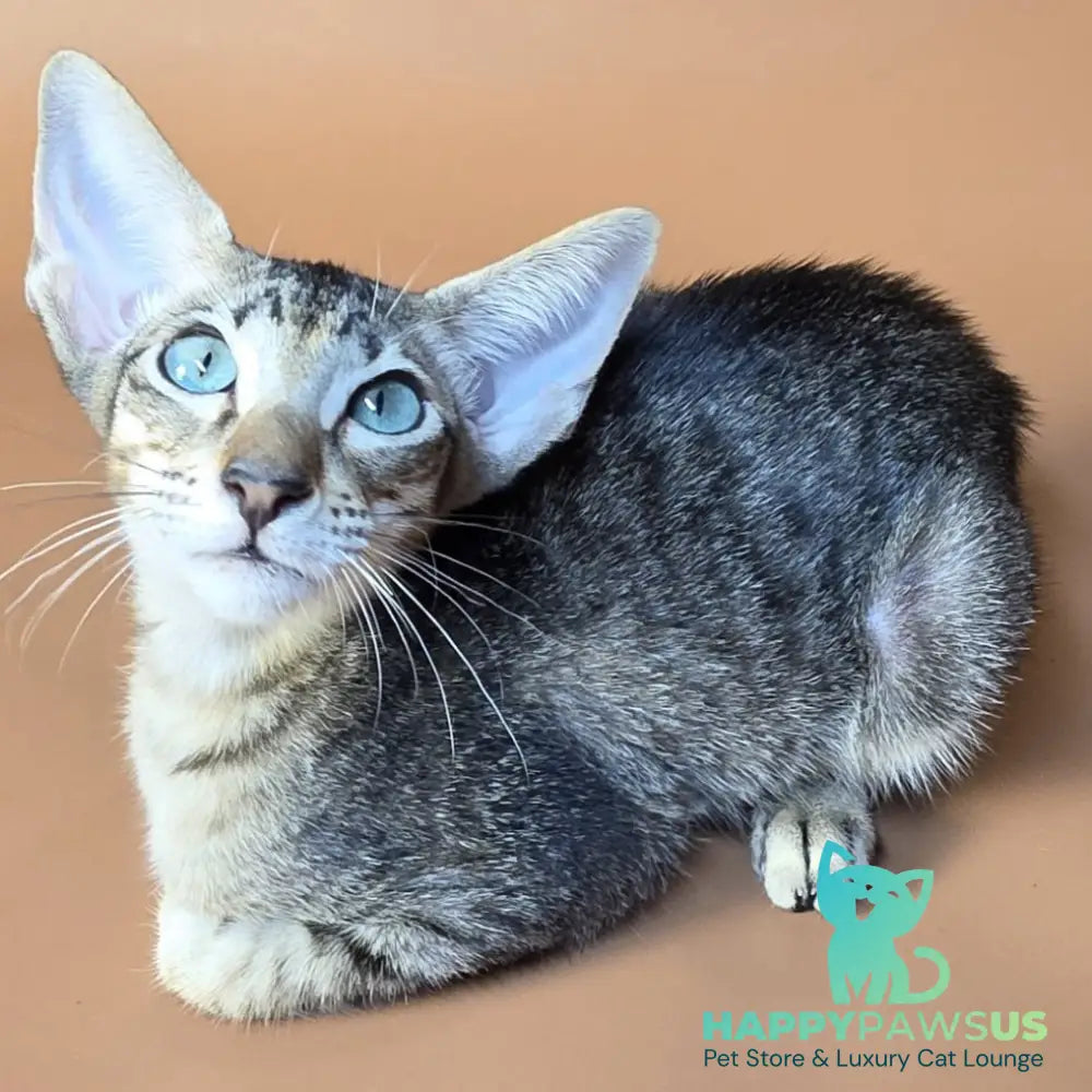Gabriel Oriental Shorthair male black spotted tabby - live animals