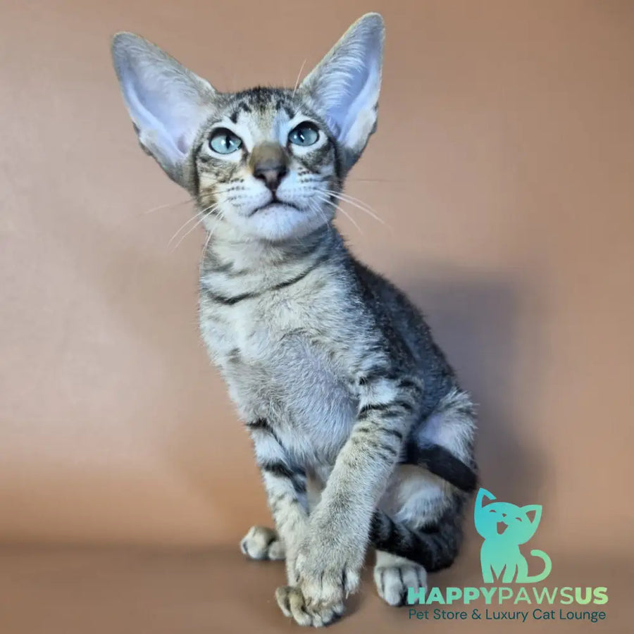 Gabriel Oriental Shorthair male black spotted tabby - live animals