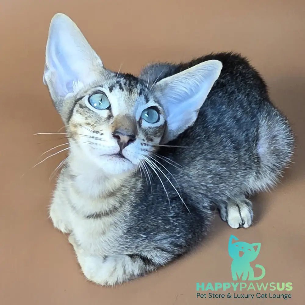 Gabriel Oriental Shorthair male black spotted tabby - live animals