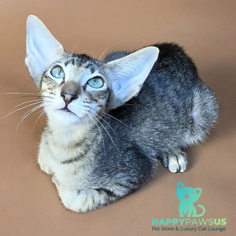 Gabriel Oriental Shorthair male black spotted tabby - live animals