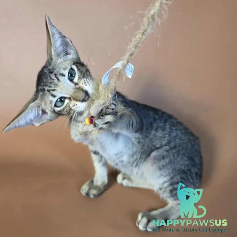 Gabriel Oriental Shorthair male black spotted tabby - live animals