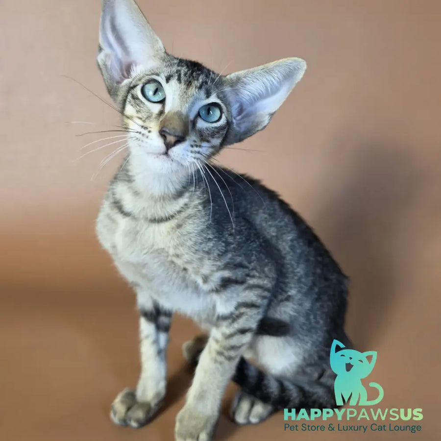 Gabriel Oriental Shorthair male black spotted tabby - live animals
