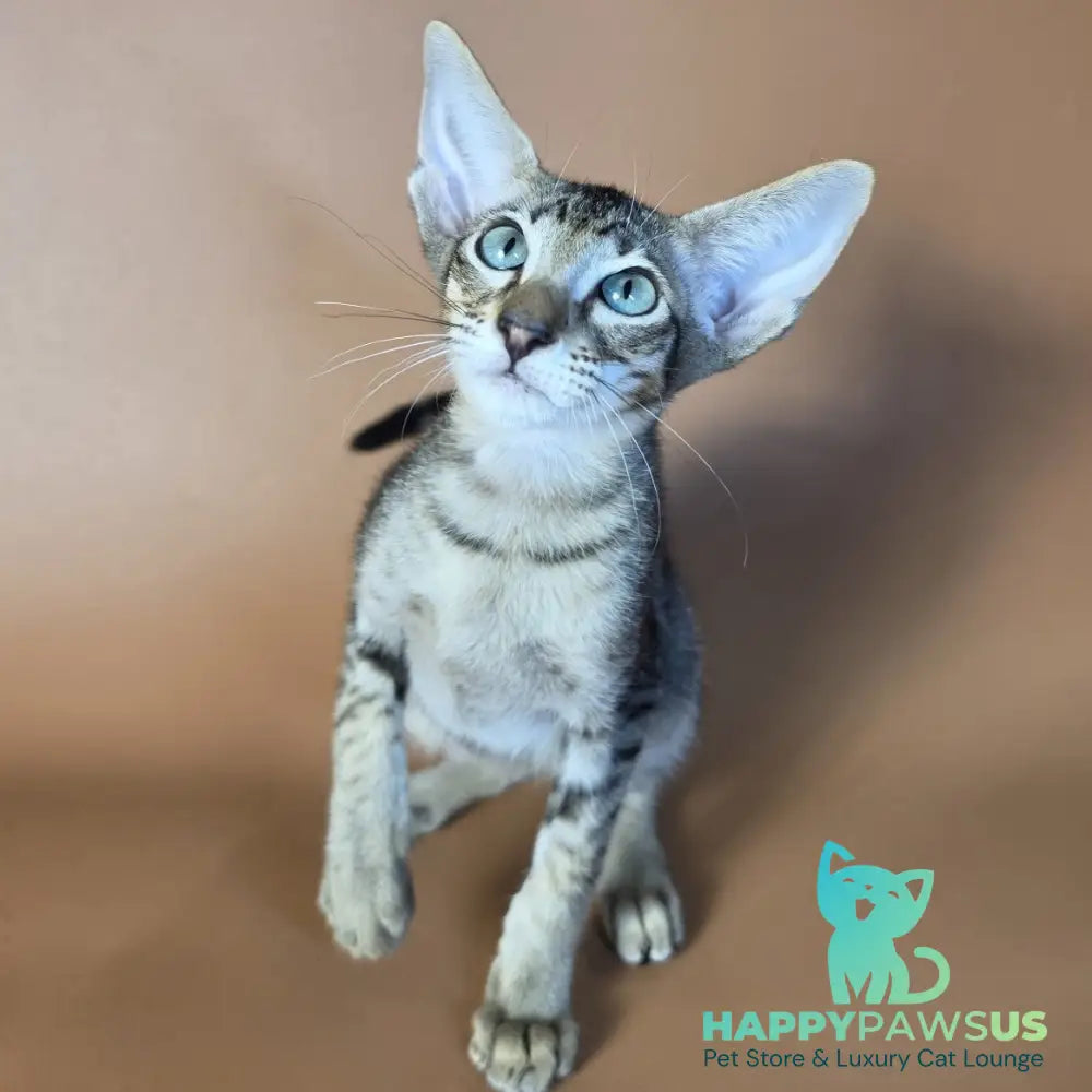 Gabriel Oriental Shorthair male black spotted tabby - live animals