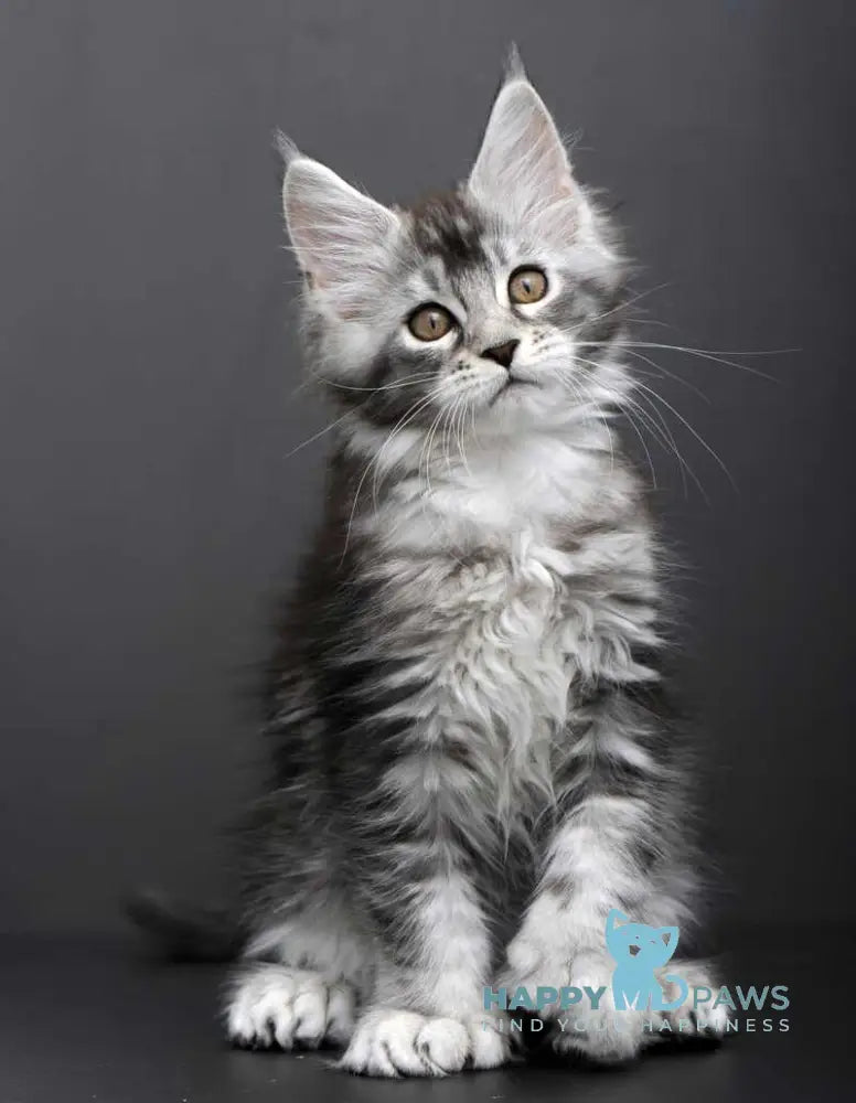 Gabriela Maine Coon female black silver tabby live animals