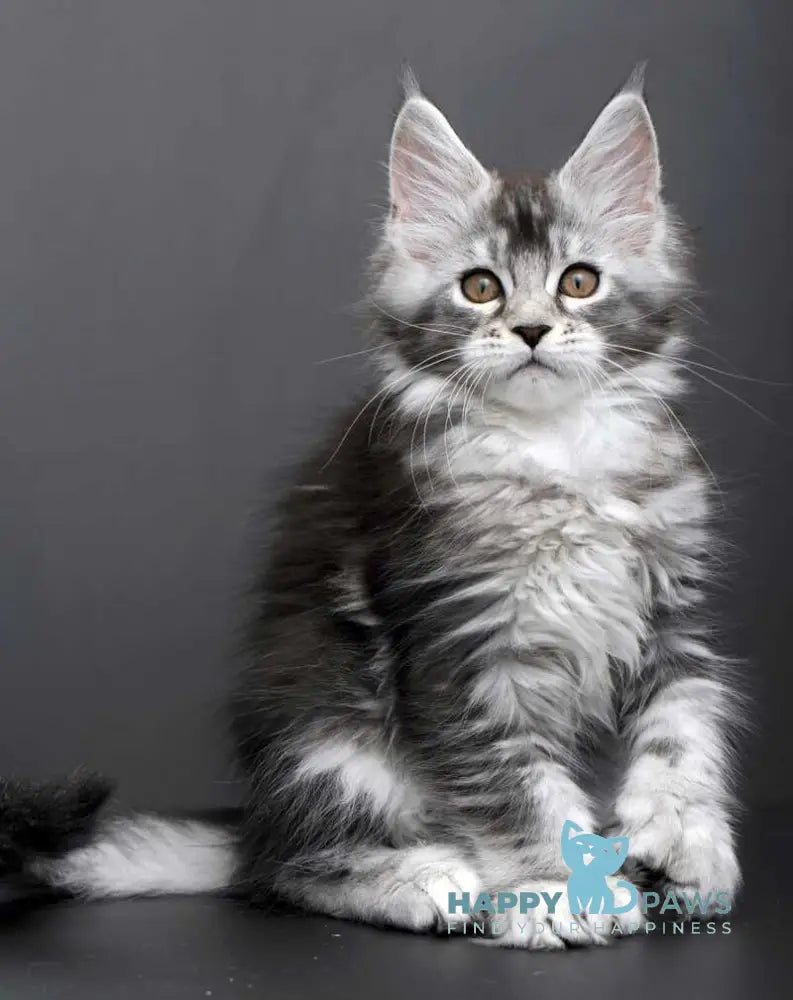 Gabriela Maine Coon female black silver tabby live animals