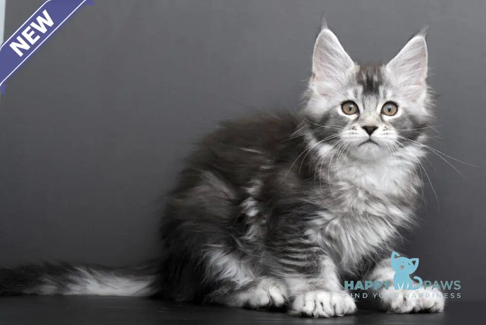Gabriela Maine Coon female black silver tabby live animals