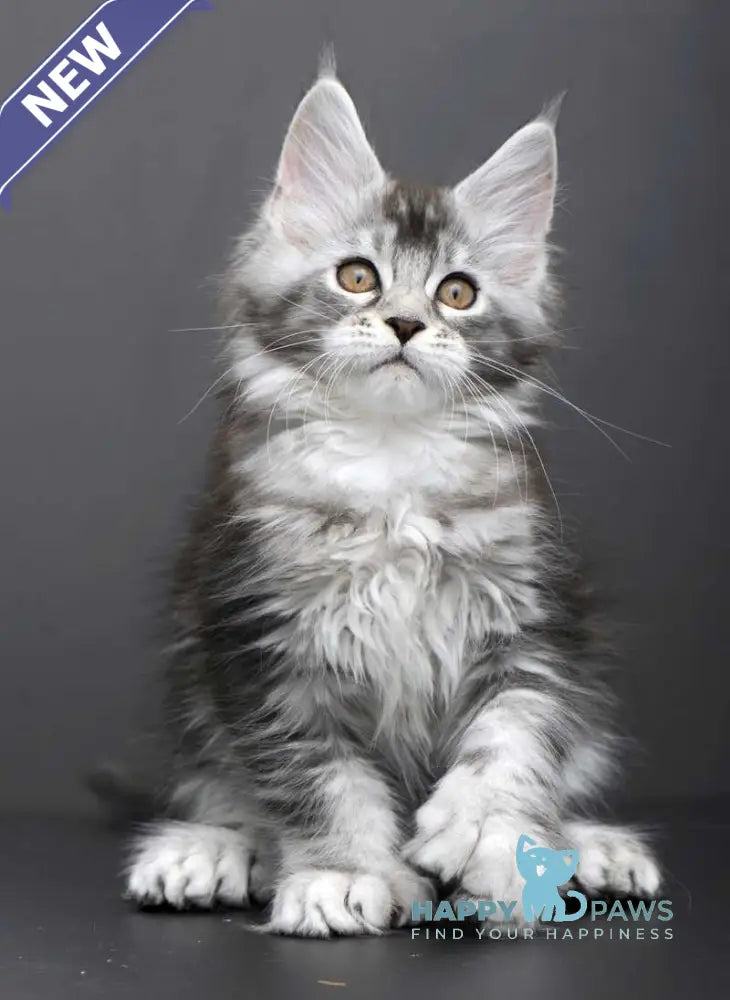 Gabriela Maine Coon female black silver tabby live animals