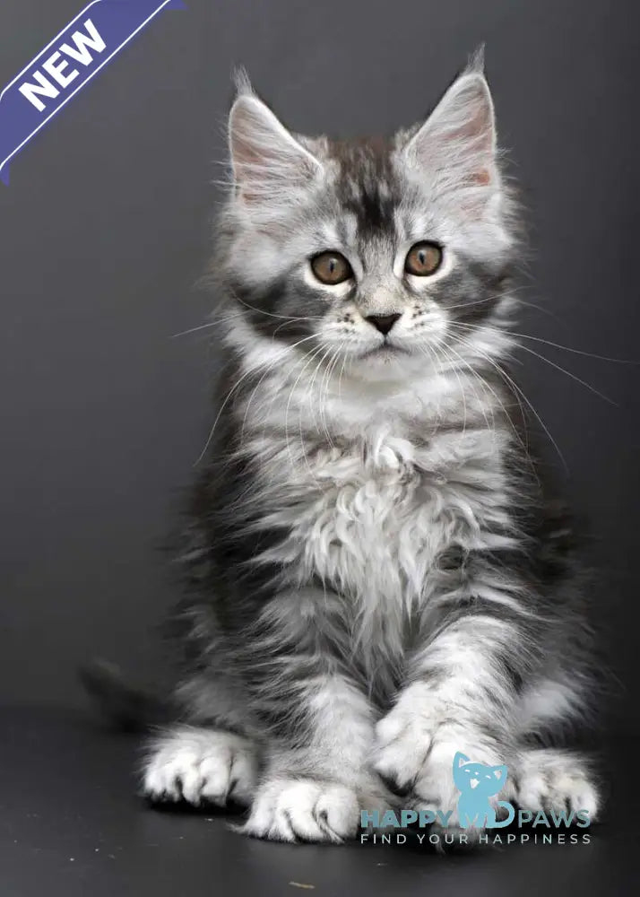 Gabriela Maine Coon female black silver tabby live animals