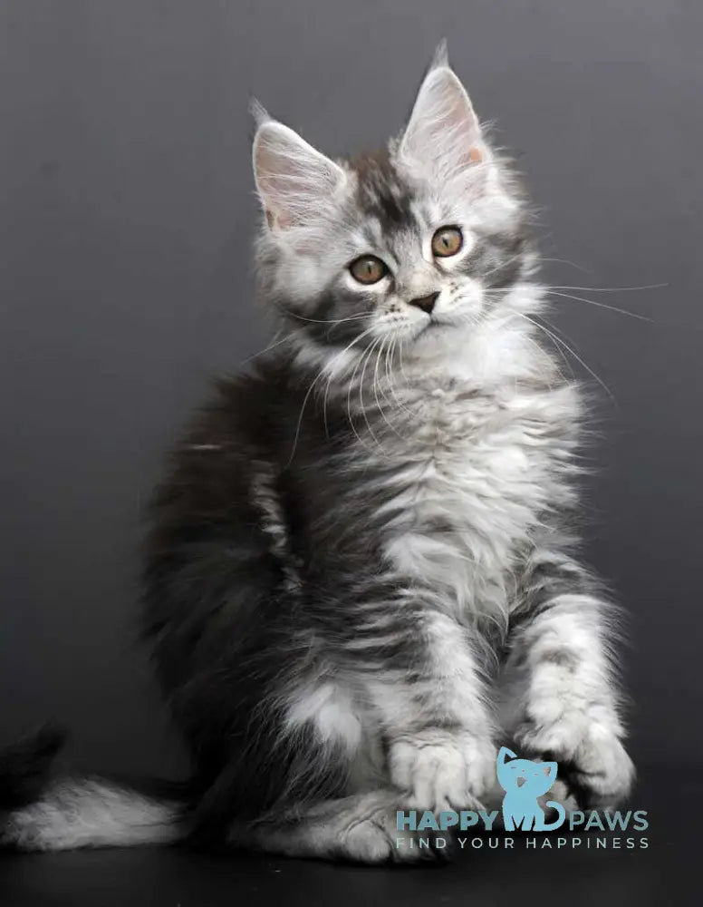 Gabriela Maine Coon female black silver tabby live animals