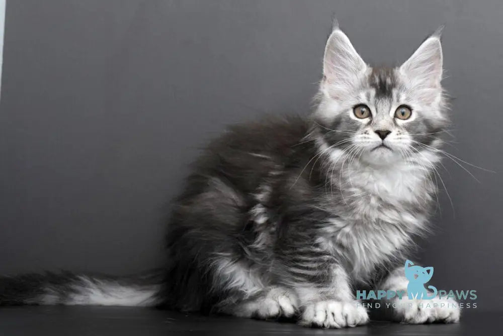 Gabriela Maine Coon female black silver tabby live animals