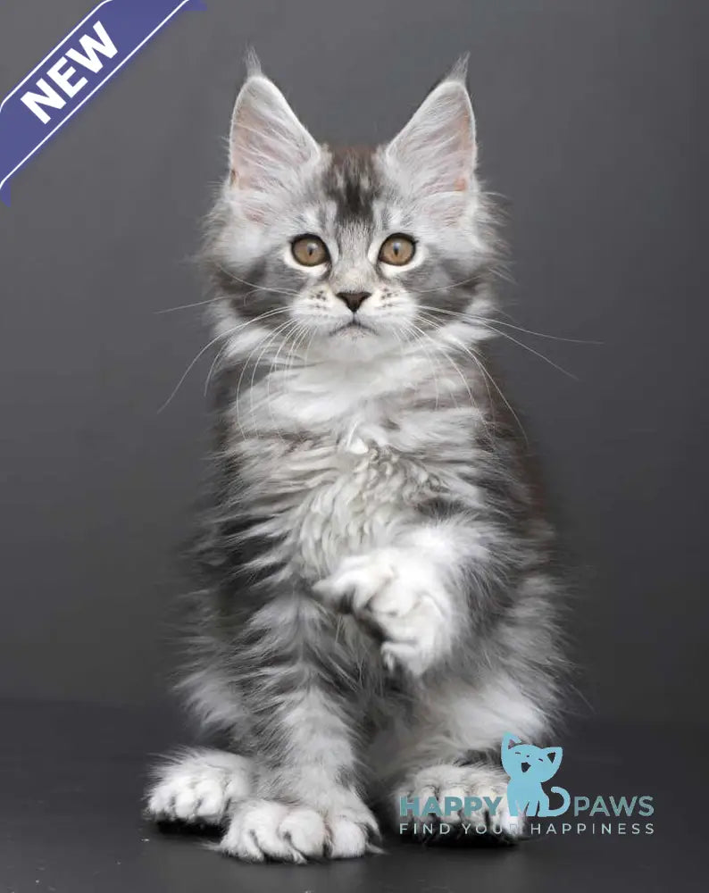 Gabriela Maine Coon female black silver tabby live animals