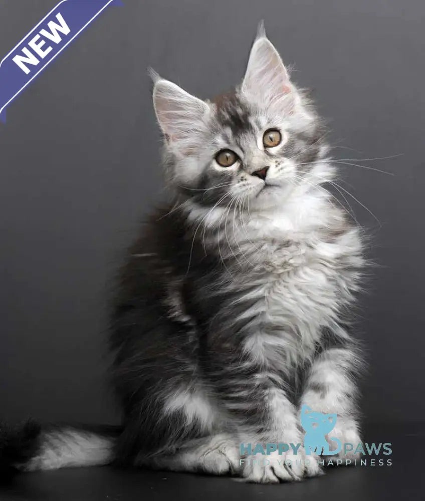 Gabriela Maine Coon female black silver tabby live animals