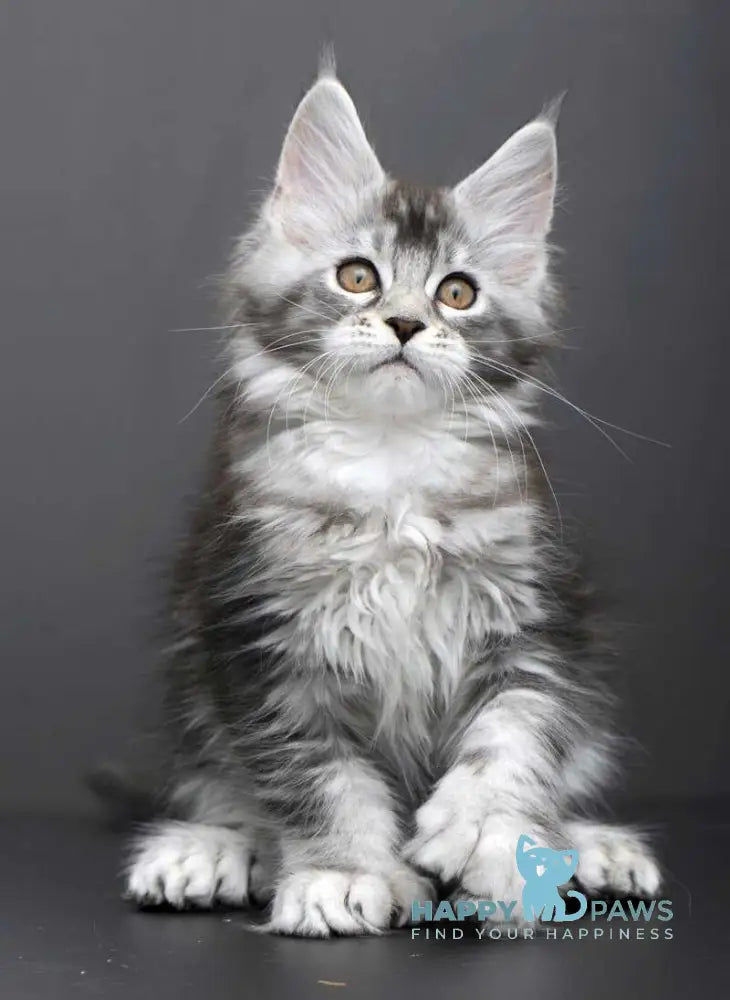 Gabriela Maine Coon female black silver tabby live animals