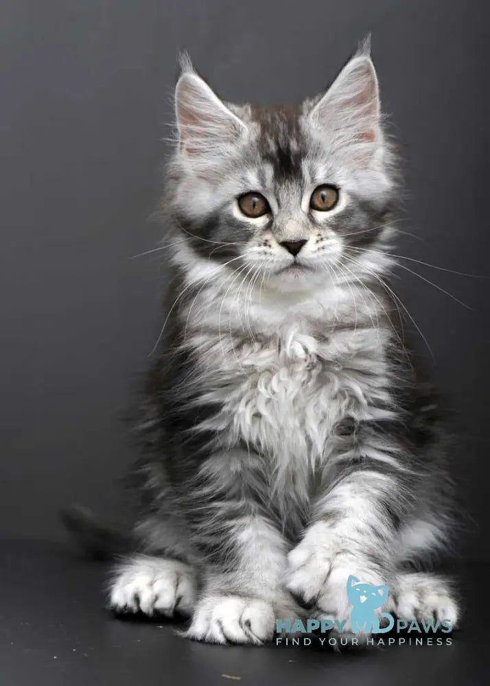 Gabriela Maine Coon female black silver tabby live animals