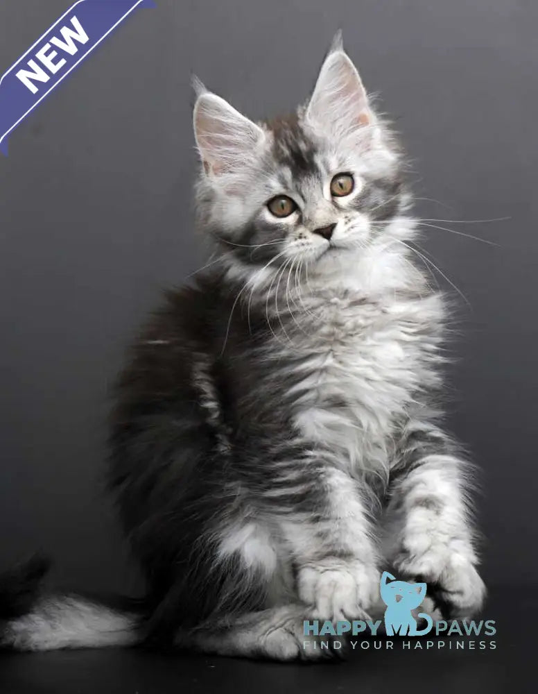 Gabriela Maine Coon female black silver tabby live animals