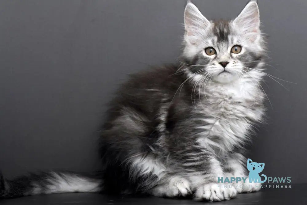 Gabriela Maine Coon female black silver tabby live animals