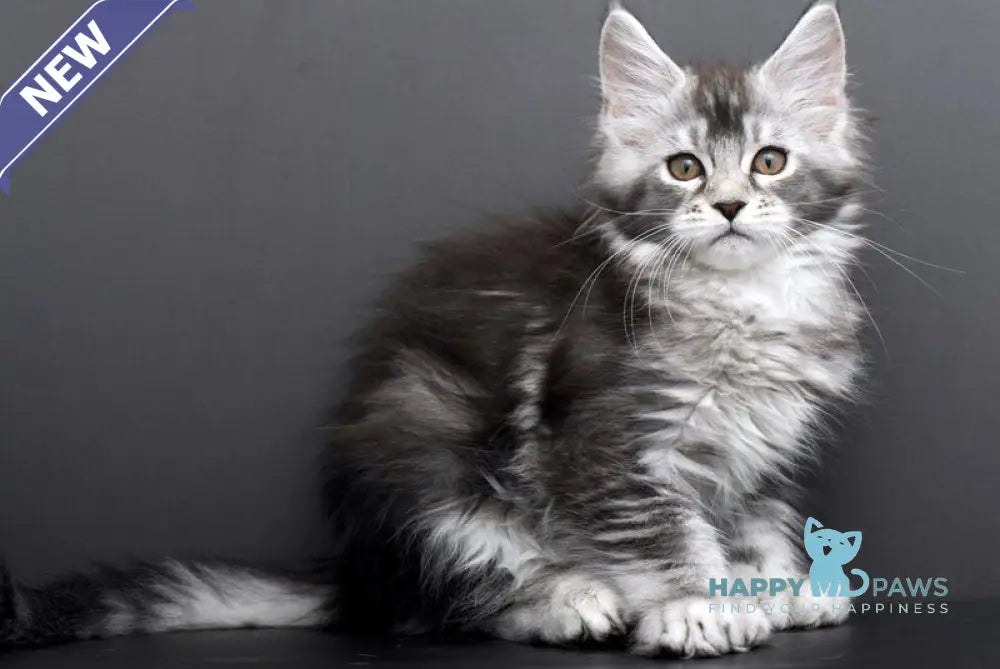 Gabriela Maine Coon female black silver tabby live animals