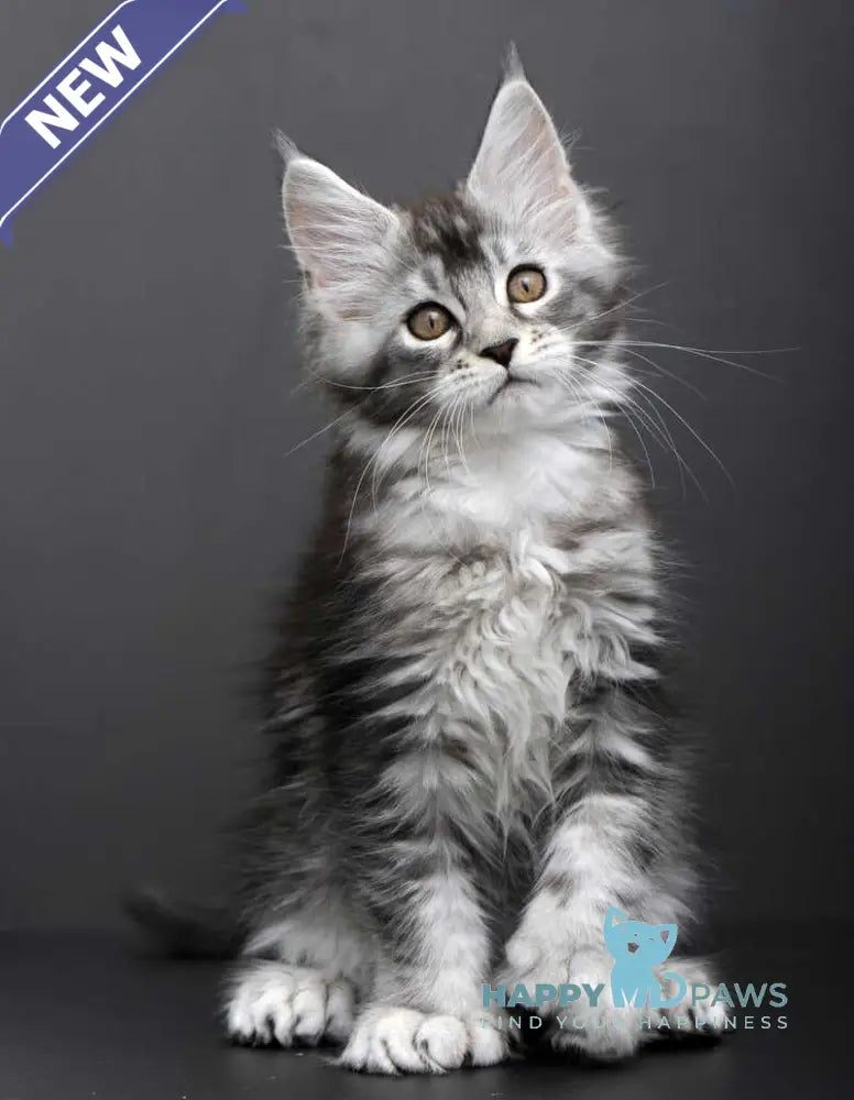 Gabriela Maine Coon female black silver tabby live animals