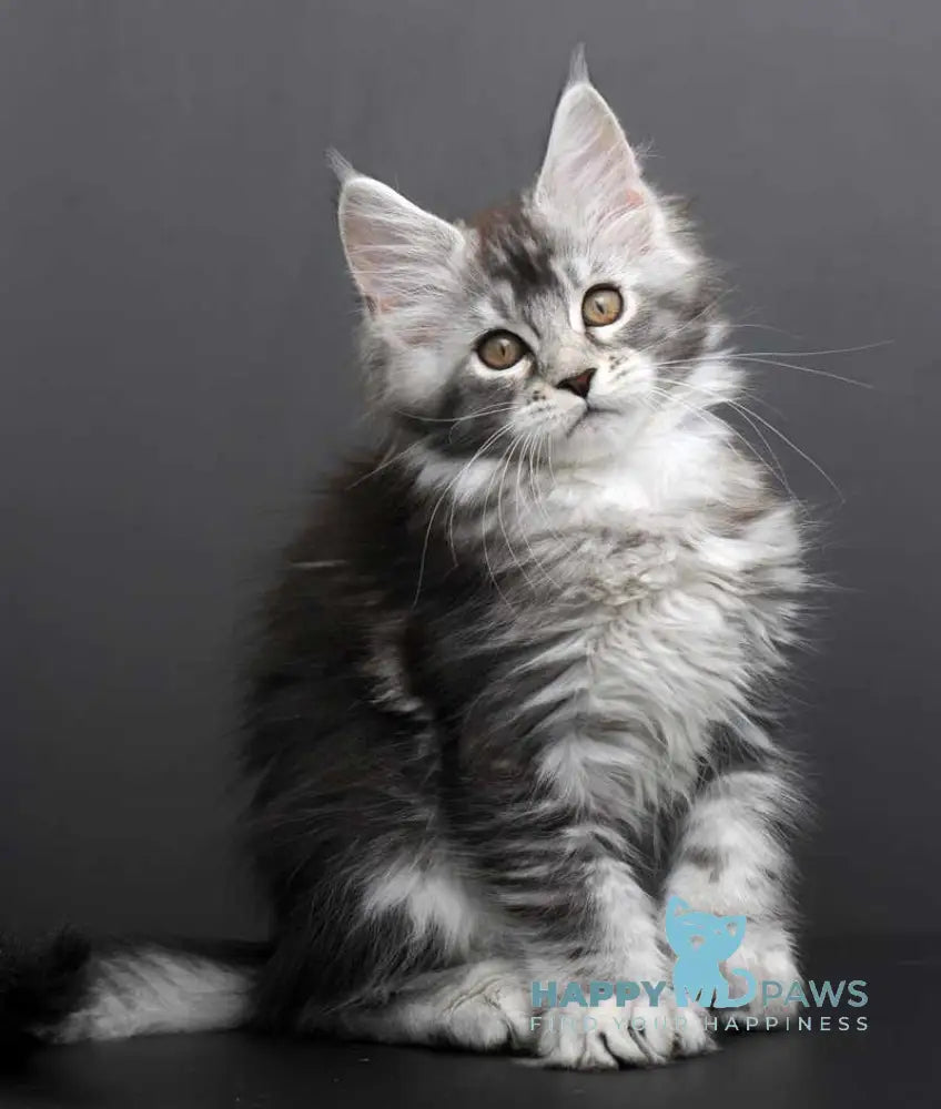 Gabriela Maine Coon female black silver tabby live animals