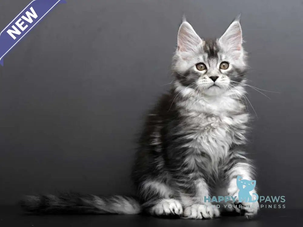 Gabriela Maine Coon female black silver tabby live animals