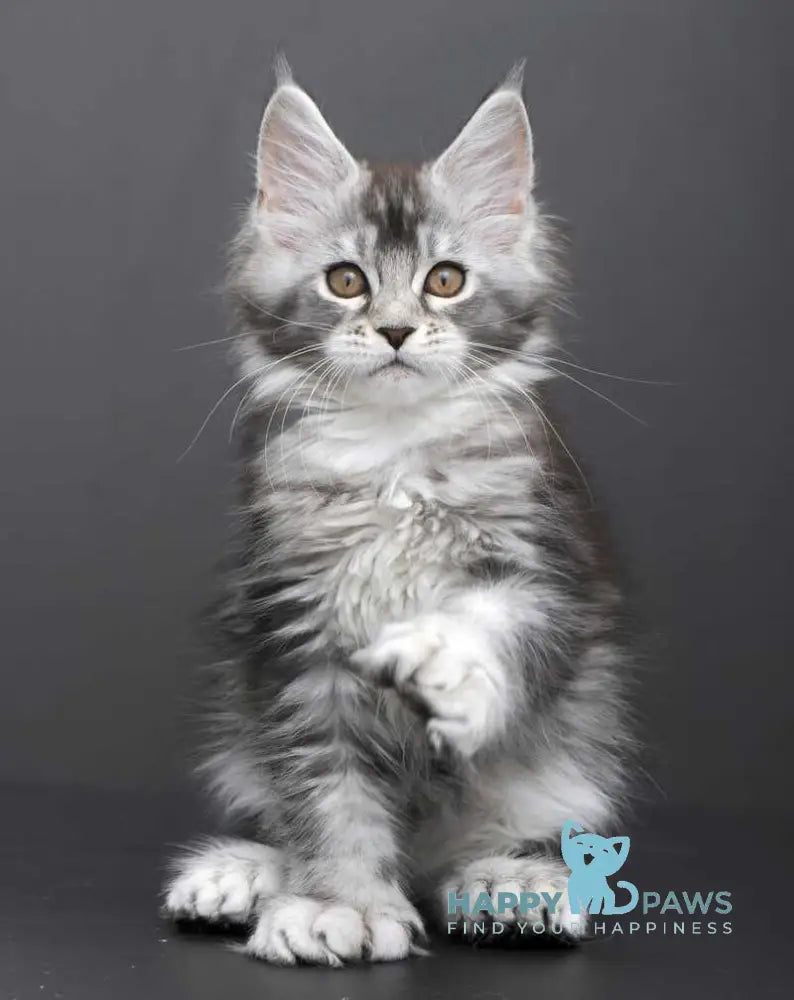 Gabriela Maine Coon female black silver tabby live animals