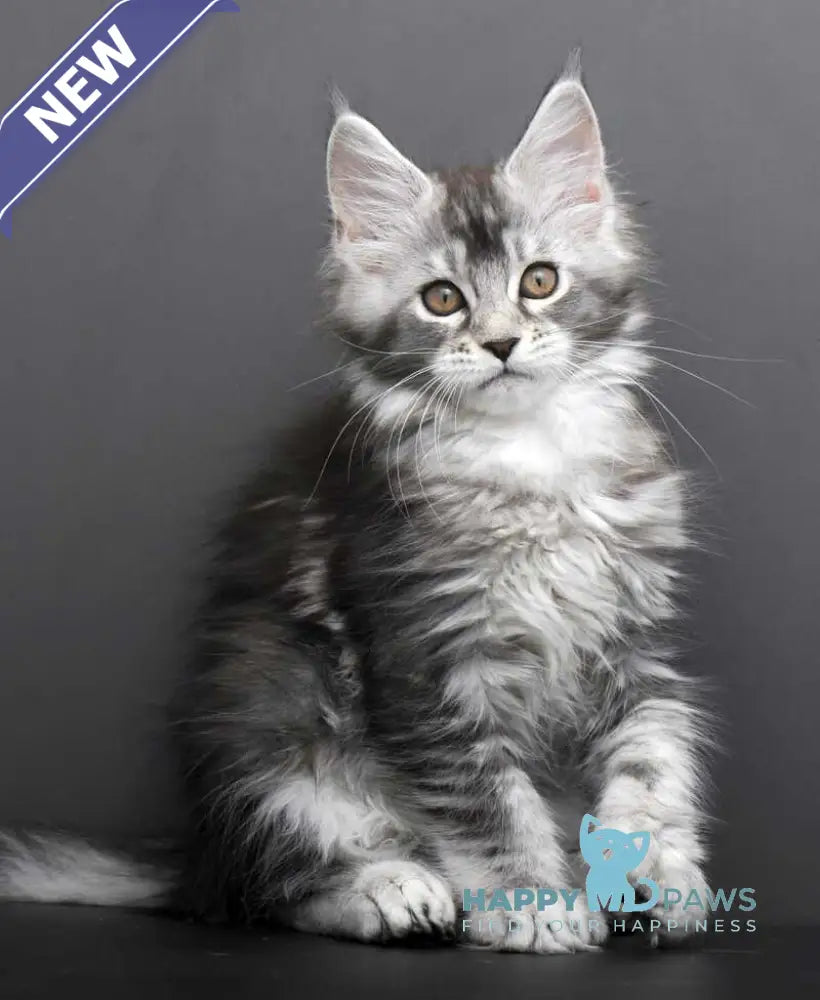 Gabriela Maine Coon female black silver tabby live animals