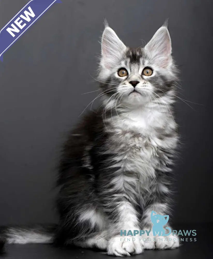 Gabriela Maine Coon female black silver tabby live animals