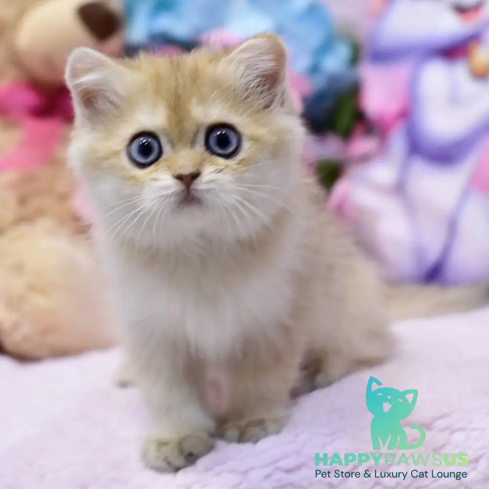 Gaby British Shorthair female black golden shaded - live animals