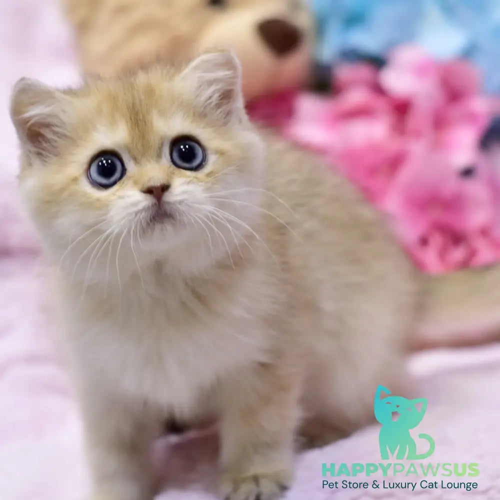 Gaby British Shorthair female black golden shaded - live animals