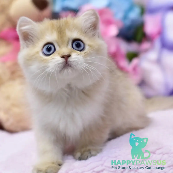 Gaby British Shorthair female black golden shaded - live animals