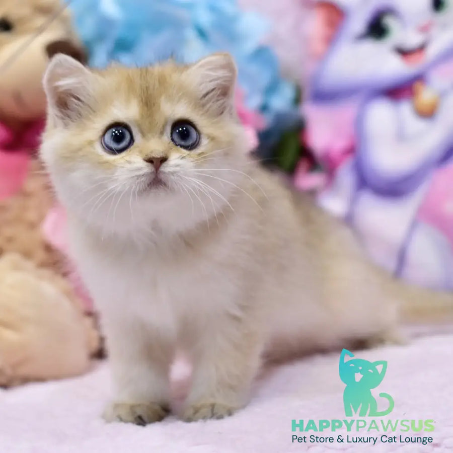 Gaby British Shorthair female black golden shaded - live animals