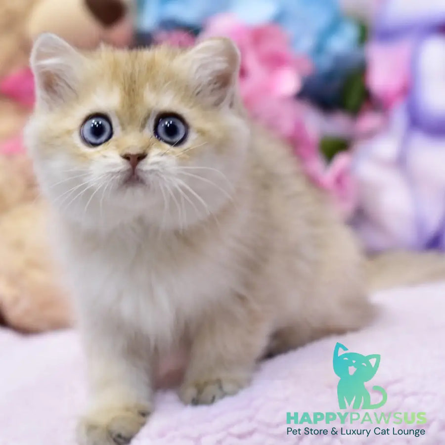 Gaby British Shorthair female black golden shaded - live animals