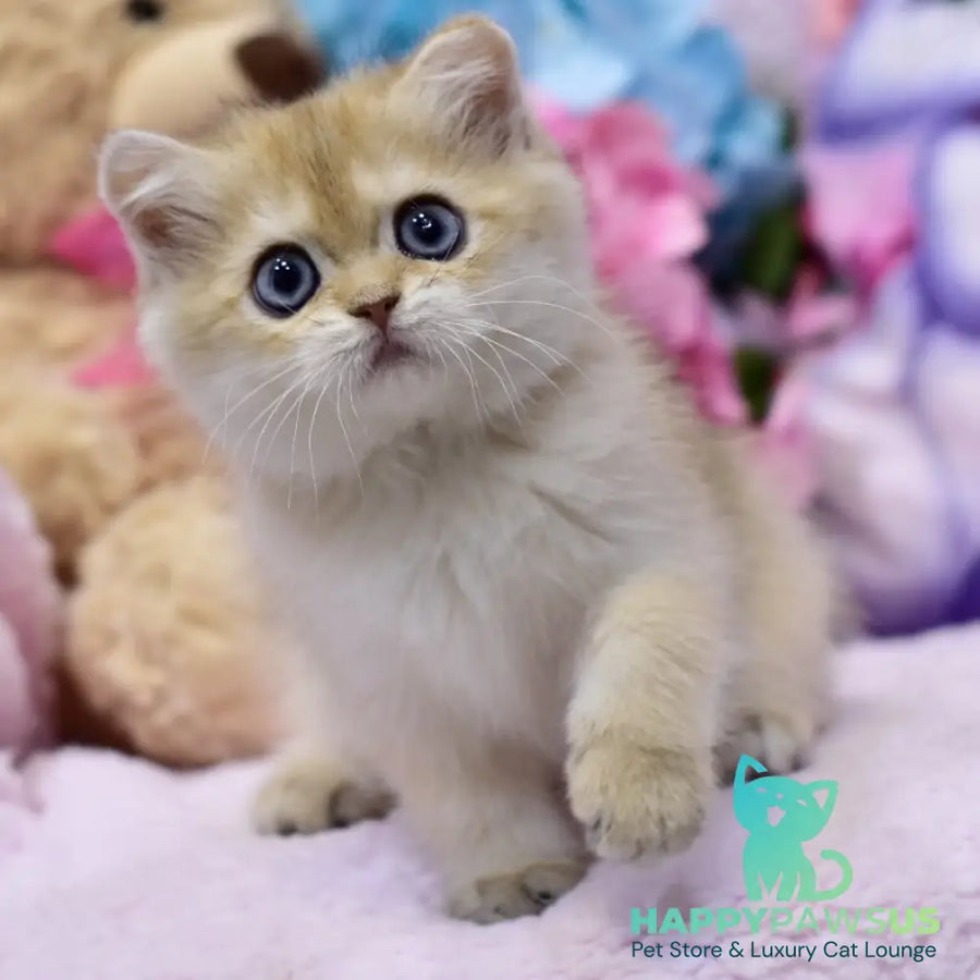 Gaby British Shorthair female black golden shaded - live animals