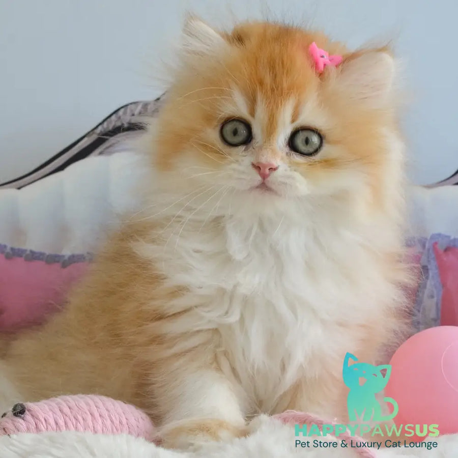 Gaia British Longhair female black golden chinchilla - live animals