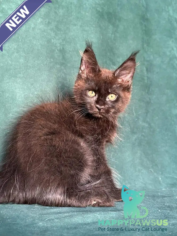 Gaia Maine Coon female black - live animals