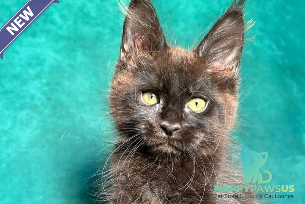 Gaia Maine Coon female black - live animals