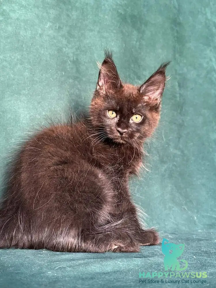 Gaia Maine Coon female black - live animals
