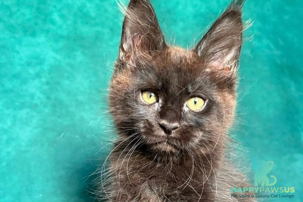 Gaia Maine Coon female black - live animals