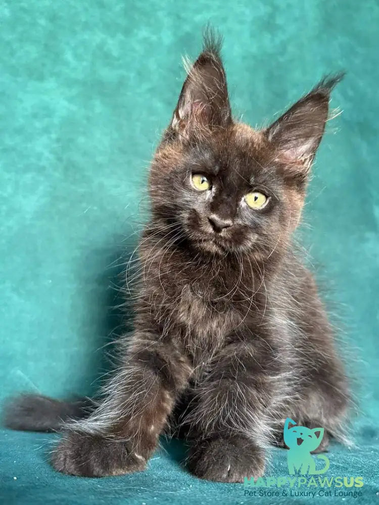 Gaia Maine Coon female black - live animals