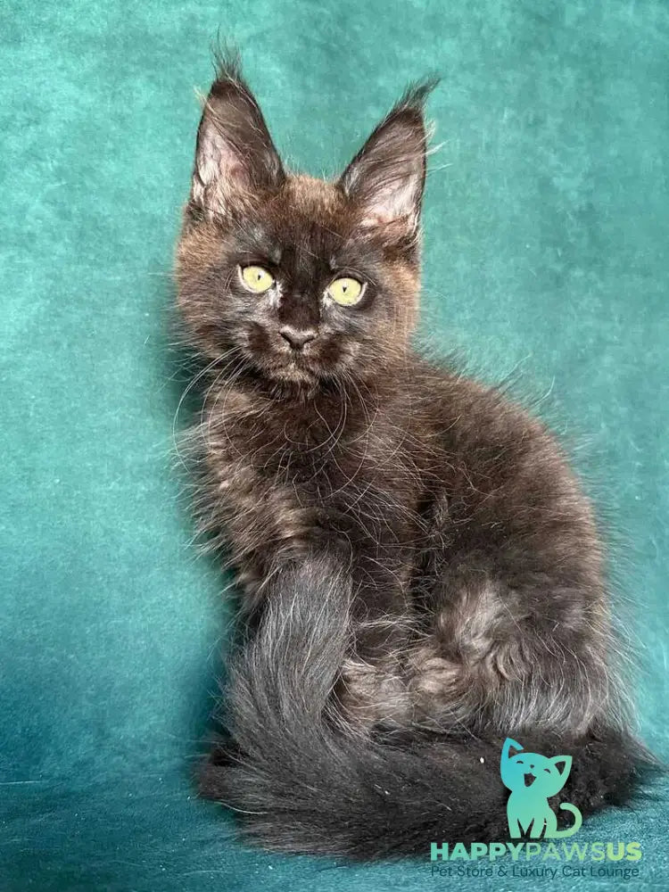 Gaia Maine Coon female black - live animals
