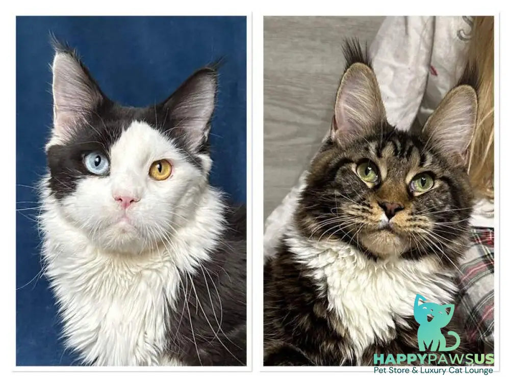 Gaia Maine Coon female black - live animals