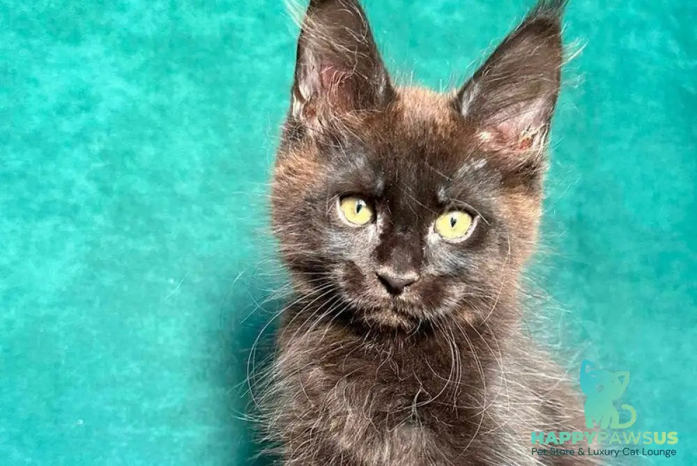 Gaia Maine Coon female black - live animals
