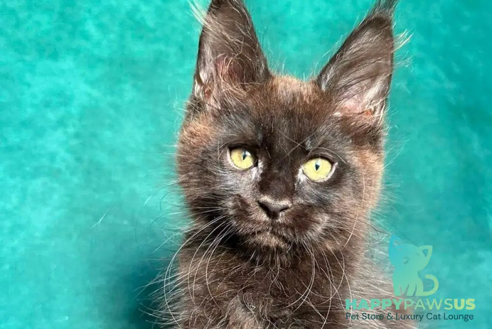 Gaia Maine Coon female black - live animals